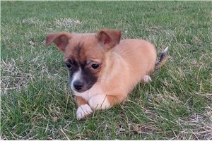 Nico - Chihuahua for sale