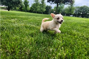 Wynona - Chihuahua for sale