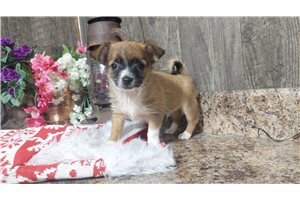 Nico - Chihuahua for sale