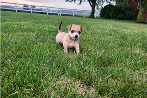 Waylon - Chihuahua for sale