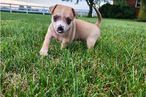 Waylon - Chihuahua for sale