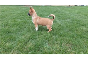 Nico - Chihuahua for sale