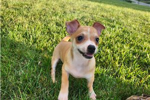 Waylon - Chihuahua for sale