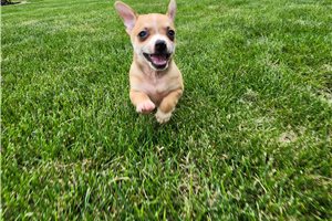 Waylon - Chihuahua for sale