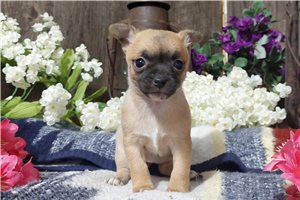Amira - Chihuahua for sale