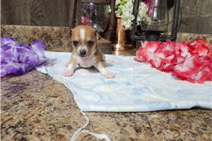 Blakely - Chihuahua for sale