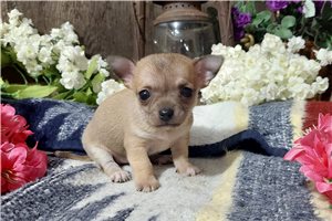 Emersyn - Chihuahua for sale