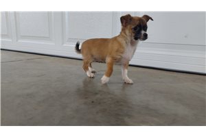 Nico - Chihuahua for sale