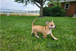 Waylon - Chihuahua for sale