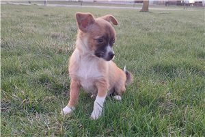 Nico - Chihuahua for sale