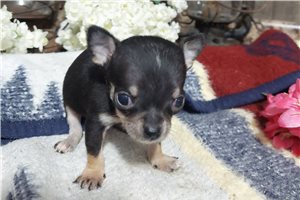 Santiago - Chihuahua for sale