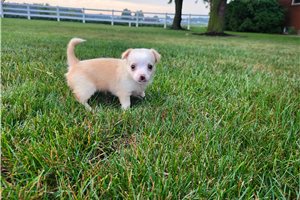 Wynona - Chihuahua for sale