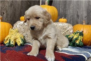 Kevin - Golden Retriever for sale
