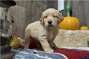 Kroger - puppy for sale