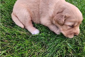 Andrew - puppy for sale