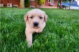 Sutton - Golden Retriever for sale