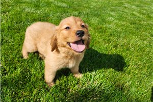 Simone - Golden Retriever for sale