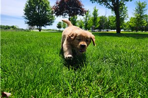 Simone - Golden Retriever for sale