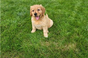Sydney - Golden Retriever for sale