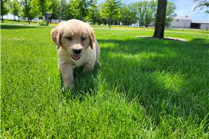 Sutton - Golden Retriever for sale