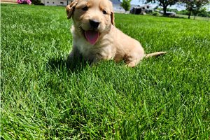 Tucker - Golden Retriever for sale