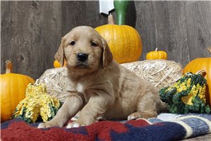 Kyle - Golden Retriever for sale