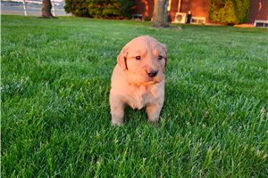 Simone - puppy for sale