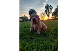 Vincent - Golden Retriever for sale