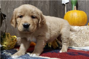 Kenny - Golden Retriever for sale