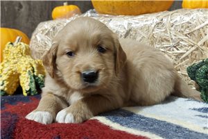 Kara - Golden Retriever for sale