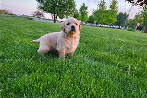 Sarah - puppy for sale