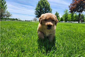 Talon - Golden Retriever for sale