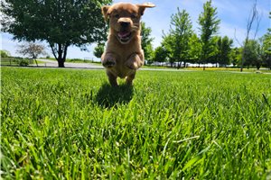 Serena - Golden Retriever for sale