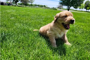 Tulla - Golden Retriever for sale