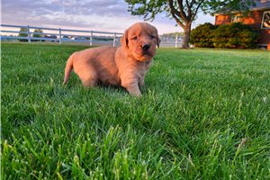 Serena - puppy for sale