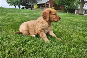 Serena - Golden Retriever for sale