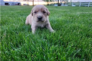 Tucker - puppy for sale