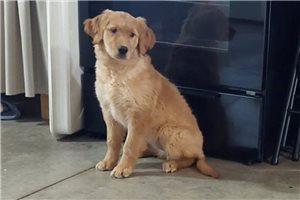 Lyra - Golden Retriever for sale
