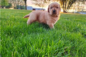 Sydney - puppy for sale