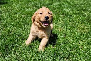 Sydney - Golden Retriever for sale