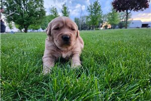 Talon - puppy for sale