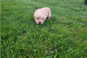 Alexis - puppy for sale