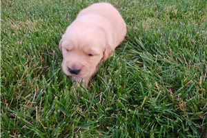 Allegra - Golden Retriever for sale