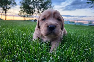 Thomas - Golden Retriever for sale