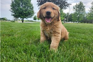 Talon - Golden Retriever for sale