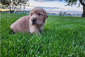 Tulla - Golden Retriever for sale