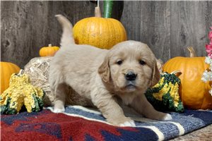 Kourtney - puppy for sale