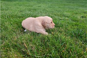 Alice - puppy for sale