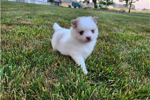 Vivian - puppy for sale