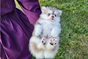 Vermont - Pomsky for sale